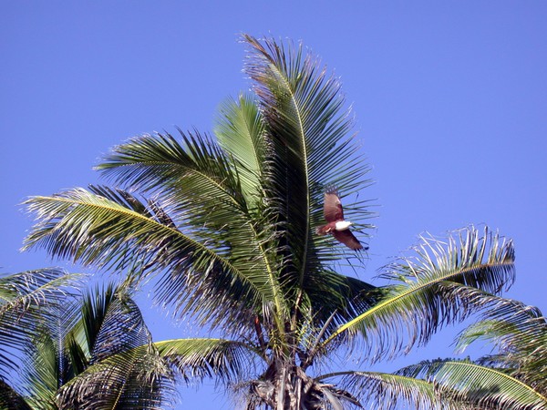 Brahminy Kite